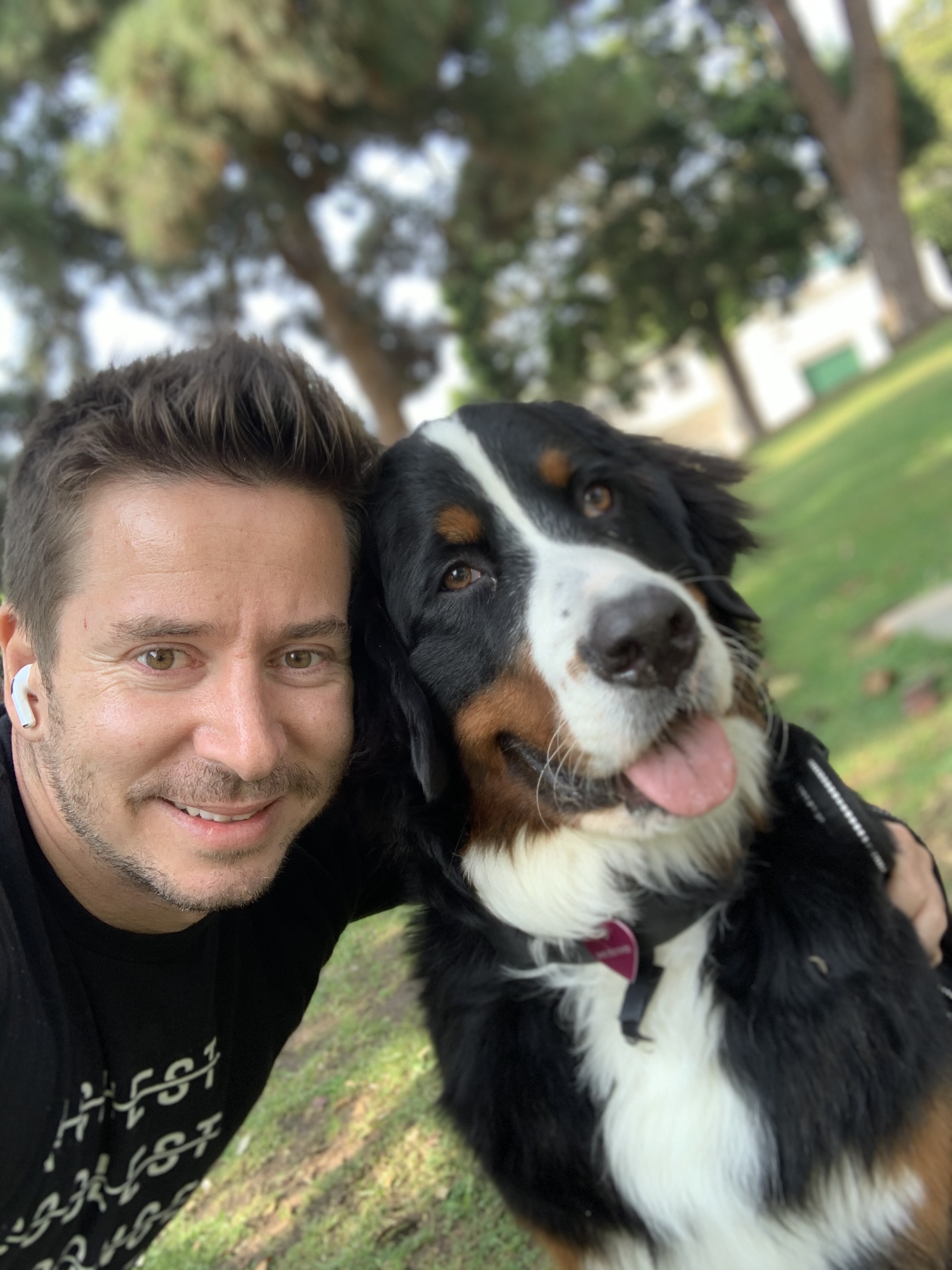 Jojo the Bernese Mountain Dog